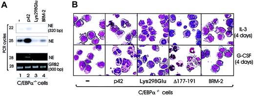 Figure 7. Effects of WT and mutant C/EBPα on C/EBPα–/– cells. (A) NE mRNA transcripts in C/EBPα–/– cells ectopically expressing p42 or mutant Lys298Glu C/EBPα. Total RNA was extracted from GFP-sorted C/EBPα–/– cells expressing the indicated C/EBPα protein. NE transcripts were detected by RT-PCR (22, 25, and 28 cycles), and identity of the PCR products was confirmed by Southern blot hybridization using a 32P-labeled internal NE oligonucleotide probe. Panel 3 shows the ethidium bromide–stained agarose gel in which PCR products (28 cycles) were run. Amplification of GRB2 mRNA transcripts was performed as loading control. (B) Morphology (May-Grünwald/Giemsa–stained cytospins; original magnification, × 40.) of GFP-selected C/EBPα–/– cells transduced with the MigR1 or C/EBPα (wild-type or mutant) retrovirus and incubated with G-CSF for 4 days (lower panel), or left in their culture medium that contains 2% IL-3 and 2% SCF and is indicated as IL-3 (upper panel). Representative of 3 independent experiments.