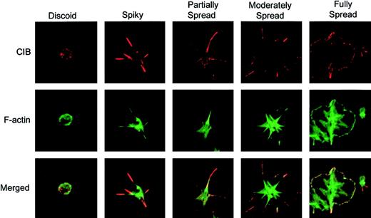 Figure 1. Change in CIB localization as platelets undergo morphologic changes on immobilized Fg. Immunofluorescence staining of washed platelets that were allowed to spread on Fg for various periods of time. Platelets were then fixed and immunostained for CIB (red; upper row) and F-actin (green; middle row). The bottom row shows the merged confocal image. Images are representative of 4 different progressive stages of platelet spreading on Fg. Original magnification, × 1600.