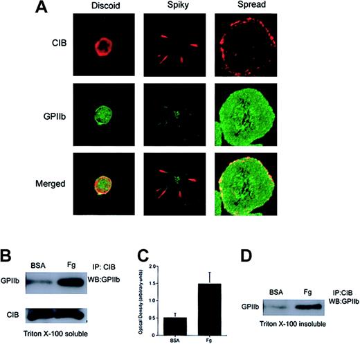 Figure 2. Association of CIB with GPIIb upon platelet adhesion to immobilized Fg. (A) Confocal images of washed platelets that were fixed at various stages of platelet spreading on Fg. Platelets were then stained for CIB (red) and GPIIb (green). The bottom row shows the merged images. Original magnification, × 1600. (B) Western blot analysis of CIB immunoprecipitates from detergent extracts of platelets plated on BSA or Fg. The majority of CIB interacts with GPIIb only after platelet adhesion to Fg. (C) Densitometric analysis of panel B, indicating that significant amounts of CIB and GPIIb/IIIa associate when platelets spread on Fg (P < .05). Error bars indicate mean ± sem of at least 3 independent experiments. (D) Western blot analysis of CIB immunoprecipitates from the RIPA buffer–solubilized Triton X-100–insoluble pellet of platelets plated on BSA or Fg. CIB and GPIIb/IIIa are associated with each other upon Fg binding, and this association is not disrupted upon translocation to the platelet cytoskeleton.