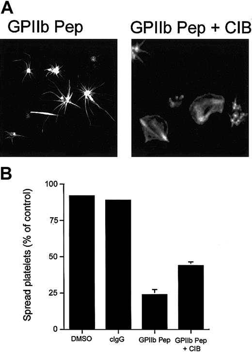 Figure 6. Effect of incorporation of CIB protein and GPIIb peptide. Incorporation of CIB protein along with GPIIb peptide allows platelets to spread. (A) Confocal images of washed platelets allowed to spread on Fg for 45 minutes and stained for F-actin. Platelets loaded with GPIIb cytoplasmic peptide (GPIIb Pep) showed long filopodia. Platelets loaded with GPIIb peptide and recombinant CIB protein (GPIIb Pep + CIB) recovered to a spread platelet morphology. Original magnification, × 600. (B) Quantitation of the percentage of spread platelets in panel A. Error bars indicate mean ± sem of at least 3 independent experiments.