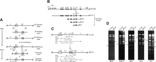 Figure 1. Design and construction of the targeting vectors. (A) Diagram shows the 2-step approach for developing a murine model system to study targeted gene correction. The first step involved the generation of mouse ES cells containing the β6I mutant globin gene. The structure of the wild-type β-globin gene locus is shown on the top line (βmaj genomic allele), and the targeting vector that was used to introduce the β6I mutation is shown on the second line (β6I targeting vector). The structure of the targeted allele with a retained PGK-neo is depicted on the third line (β6I + PGK-neo allele), and shown below is the structure of the allele after PGK-neo is excised by Cre recombinase (β6IΔPGK-neo allele). In step 2, the ES cells heterozygous for the β6IΔPGK-neo mutant allele were used to determine whether correcting vectors of different sizes could correct the β6I mutation via homologous recombination. The corrected β-globin locus is depicted on the bottom line (corrected βmaj allele). The location of the internal probe is shown (black bar). After EcoRV and BglII double digestion of G418-resistant ES cell DNA, the β6IΔPGK-neo mutant allele yields a 2.7-kb fragment, and the wild-type/corrected allele produces a 3.4-kb fragment. The disappearance of the diagnostic 2.7-kb band indicates that targeted correction of the mutant allele has occurred. Insertion of the correcting vector DNA into a random site(s) of the genome is expected to give rise either to fragments of random sizes, or occasionally, to produce a more prominent 3.4-kb wild-type band without the loss of the 2.7-kb mutant band. B indicates BglII; E, EcoRV. (B) Vector construction. pβC110:A 1.5-kb AvaI fragment containing phosphoglycerate kinase 1 gene promoter-driven neomycin resistance gene (PGK-neo) was inserted into an AvaI site 4.1 kb downstream from the cap site of β-major gene in P1 1935. PGK-neo was inserted in the same transcriptional orientation as that of the globin genes. pβC24: A 24-kb PvuII fragment containing the entire β-major gene was isolated from the P1 1935 DNAand subcloned into the SmaI site of pGEM7zf(–) (Promega, Madison, WI). The identical AvaI PGK-neo–containing fragment was then inserted at the same AvaI site as described. pβC16: A 7.9-kb fragment, including the 7.8 kb in the 5′ portion of the 24-kb β-major gene insert and a small region containing the multicloning sites, was removed from pβC24 by HindIII partial digestion (loss of 3 contiguous 0.3-, 6.4-, and 1.2-kb HindIII fragments). Circularization of the remaining portion of the vector gave rise to the pβC16. pβC8: A 6-kb AvaI fragment spanning the mouse β-major gene was isolated from P1 1935 and subcloned into an AvaI site that is located upstream from a PGK-neo in pCR II (Invitrogen, Carlsbad, CA). Using P1 1935 as the template, a 2.2-kb fragment, located between 4.1 kb and 6.3 kb downstream from β-major cap site, was generated by polymerase chain reaction (PCR). Flanking BamHI-HindIII sites were introduced to facilitate the insertion of this fragment into BamHI-HindIII sites downstream from PGK-neo. The left arm, PGK-neo cassette, and right arm were cloned in the proper orientation. No β-globin locus DNA sequences were removed from pβC8. All the targeting vectors were linearized before use (pβC110 with SalI; pβC24 and pβC16 with XhoI; pβC8 with ApaI). The map of the mouse β6IΔPGK-neo mutant allele is shown on the top line (β6I allele), and the structure of the targeting vectors containing 110 kb (pβC110), 24 kb (pβC24), 16 kb (pβC16), and 8 kb (pβC8) of targeting DNAare depicted below. (C) Structural analysis of the mouse β-globin gene locus. The P1/PAC clone 1935 (top line; P1 1935) and the PGK-neo-containing β-globin locus within the targeting vector pβC110 (bottom line; pβC110) are shown. The sizes of relevant restriction fragments (in kb) are shown below the diagrams of β-globin loci. The pβC110 vector was generated by insertion of a 1.5-kb AvaI fragment containing a PGK-neo cassette (hatched box) into an AvaI site (designated as A*) downstream from the β-major globin gene within the P1 1935. Insertion of PGK-neo led to an increase in the size of some restriction fragments, including a BglII fragment from 2.8 kb to 4.3 kb, an EcoRV fragment from 3.7 kb to 5.2 kb, and an HpaI fragment from 3.0 kb to 4.5 kb. Addition of PGK-neo, which contained an internal NcoI and a PstI site, disrupted an 8.1 kb NcoI and a 4.3 kb PstI fragment, and produced 2 diagnostic 4.8-kb NcoI fragments, and 2 PstI fragments of 3.6 kb and 2.3 kb in length. B indicates BglII; E, EcoRV; H, HpaI; N, NcoI; P, PstI; A, AvaI). (D) Restriction analysis of P1 1935 and pβC110. Plasmid DNA was digested with BglII, EcoRV, HpaI, NcoI, and PstI, and the resultant restriction fragments were analyzed by agarose gel electrophoresis. The data revealed that the pβC110 vector contained a single PGK-neo cassette that had been properly inserted as predicted in panel C. The correct orientation of PGK-neo in the locus was revealed by DNA sequence analysis of the insert-locus junctions with sequencing primers located both within the locus and within the PGK-neo. Similar structural and sequence analyses were also performed on other targeting vectors to verify the correct vector configuration (data not shown).