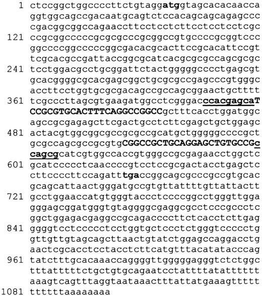 Figure 1. GenBank sequence of the human SOCS-1 mRNA (GenBank accession no. U88326). Start (atg) and stop (tga) of transcription are in bold. The methylation-specific primer sequences cited by Galm et al9 marked in bold capital letters are located in exon 2. The unmethylation-specific primers are 3′ extended (bold and underlined).