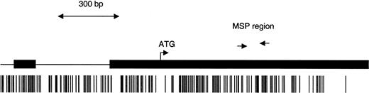 Figure 1. Schematic of the SOCS-1 CpG island. The black boxes indicate the 2 exons; ATG, the translation start site. Each vertical bar represents a CpG dinucleotide. The arrows show the location of the MSP primers.