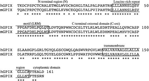 Figure 2. Sequence similarity between the human and mouse GPIX. The mature protein sequence of human and mouse GPIX are aligned (single letter amino acid code). Asterisks denote sequence identity. The boxed sequences represent the LRM and the potential transmembrane domain (top to bottom), respectively. The 6 amino acids after the transmembrane domain are the potential cytoplasmic domain. Numbers indicate the position of the last amino acid in the line.