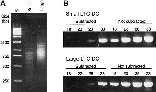 Figure 3. Analysis of cDNA subtraction. (A) Electrophoresis of PCR products of subtracted small and large cDNA. After the second round of suppressive PCR, 5 μL product was run on a 2.0% agarose gel. To obtain clear resolution of fine bands, the gel was run at 80 V. DNA size markers (bp) are indicated for the 1-kb DNA ladder in lane M. (B) Comparison of subtracted and nonsubtracted cDNA for small and large LTC-DCs. Subtraction efficiency was judged by comparing the prevalence of the housekeeping gene GAPDH before and after subtraction. After 18, 23, 28, or 33 cycles of PCR using GAPDH 3′ and 5′ primers, 5 μL PCR product was run on a 2.0% agarose gel.
