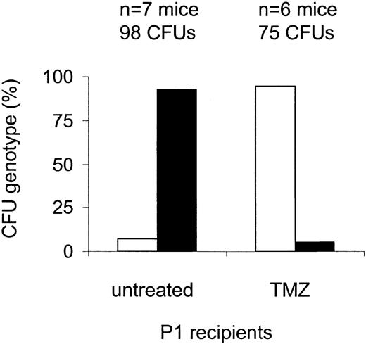 Figure 1. Enrichment of MSH2–/– CFU after TMZ treatment. Lethally irradiated wild-type mice received transplants of a mixture of 10% MSH2–/– (□) and 90% wild-type (▪) whole bone marrow, followed by treatment 3 weeks later with 80 mg/kg TMZ daily times 3. Bone marrow was harvested 8 weeks after transplantation, and enrichment of MSH2–/– cells was determined by PCR of individual CFUs. There was a significant increase in the proportion of MSH2–/– CFUs recovered from treated versus untreated mice; P < .0001 (Fisher exact test).