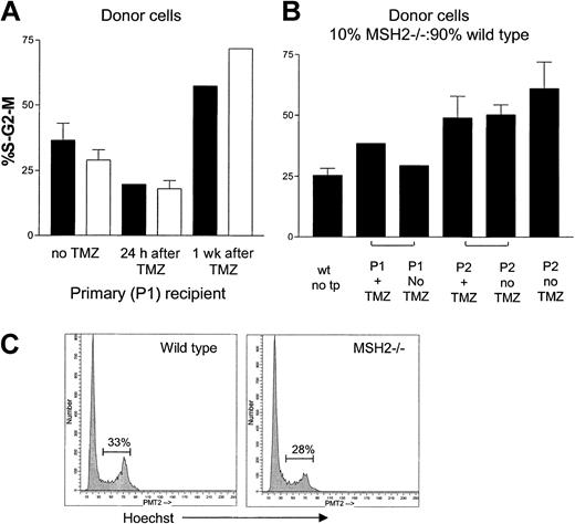 Figure 3. Cell cycle distribution among lineage-negative cells recovered from P1 and P2 marrow transplant recipient mice. Bone marrow MNCs were stained with PE-conjugated lineage-specific antibodies (“Materials and methods”) followed by Hoechst dye. The percentage of lineage-negative cells in the S-G2-M phase of the cells cycle was identified. (A) P1 mice that received transplants of either 100% MSH2–/– (□) or 100% wild-type (▪) marrow. Three weeks after transplantation, mice were treated with TMZ or left untreated. Mice were killed at 24 hours or 1 week after treatment. (B) Marrow cells collected from P1 and P2 serial transplant recipients. P1 mice received transplants of a mixture of 10% MSH2–/– and 90% wild-type cells and were treated with TMZ or left untreated. Marrow cells were harvested from P1 and P2 recipient mice 8 weeks after transplantation. (C) Representative histograms comparing the percentage of S-G2-M populations from wild-type and MSH2–/– mice.