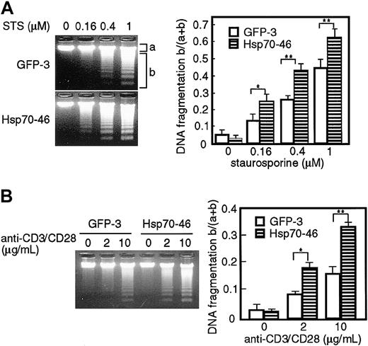 Figure 2. Ectopic expression of Hsp70 augments DNA fragmentation induced by staurosporine and anti-CD3/CD28 Abs in TAg-Jurkat cells. Cells (5 × 105) of GFP transfectant (GFP-3) or Hsp70 transfectant (Hsp70-46) were treated with various concentrations of staurosporine (STS) (A) or anti-CD3/CD28 Abs (B) and DNA fragmentation was analyzed by electrophoresis on a 1.5% agarose gel. DNA was visualized with ethidium bromide (left panel). The intensity of the fluorescence of unfragmented DNA (a) and that of fragmented DNA (b) was measured by densitograph software (Atto, Tokyo, Japan), and the ratio of fragmented DNA and total DNA, b/(a+b), is shown on the right panel. Results are shown as mean ± SD of 3 independent experiments. *P < .05; **P < .01.