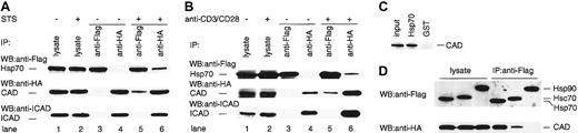 Figure 3. Physical interaction of Hsp70 and CAD. TAg-Jurkat cells (5 × 107) that had been transfected with expression vectors for Flag-Hsp70, HA-CAD, and ICAD were stimulated without or with staurosporine (A) or anti-CD3/CD28 Abs (B), and Hsp70 or CAD was immunoprecipitated with anti-Flag Ab (lanes 3, 5) or anti-HA Ab (lanes 4, 6). Precipitates were immunoblotted with anti-Flag Ab or anti-HA Ab, or anti-ICAD Ab. As control for blotting, 5% of cell lysates were directly immunoblotted with Abs (lanes 1-2). (C) Pull-down analysis. Recombinant His-Hsp70 or GST was coupled to beads and incubated with CAD released from the purified CAD/ICAD complex. After washing, precipitates were analyzed by immunoblot with anti-CAD Ab. (D) TAg-Jurkat cells were transfected with either Flag-Hsp70, Flag-Hsc70, or Flag-Hsp90 expression vector, together with HA-CAD and ICAD expression vector, and then stimulated with anti-CD3/CD28 Abs. Hsp70, Hsc70, or Hsp90 was immunoprecipitated with anti-Flag Ab and the precipitates were immunoblotted with anti-Flag or anti-HA Ab.