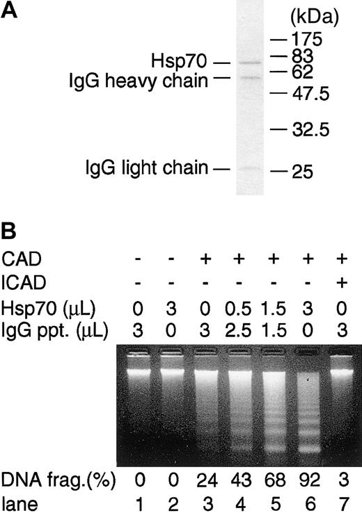Figure 4. Effect of Hsp70 on CAD-induced chromatin DNA fragmentation in a cell-free system. (A) Homogeneity of Flag-Hsp70 protein purified from Flag-Hsp70–transfected 293T cells. Purified Hsp70 protein was electrophoresed in SDS-PAGE and stained with Coomassie brilliant blue. (B) Effect of purified Hsp70 on CAD-induced DNA fragmentation in a cell-free system. Caspase-3–activated CAD and various amounts (0-3 μL) of purified Hsp70 preparation were mixed. The volume of Hsp70 preparation was adjusted to become 3 μL by adding IgG immunoprecipitates (IgG ppt). The ability to induce chromatin DNA fragmentation was examined by electrophoresis in a 1.5% agarose gel (lanes 3-6). Chromatin DNA incubated without (lane 1) or with (lane 2) Hsp70 in the absence of CAD is shown. ICAD (0.3 μg) was incubated with CAD preparation to confirm that the DNA-fragmentation activity was dependent on CAD activity (lane 7). Percentages of DNA fragmentation calculated as in Figure 2 are shown at bottom.