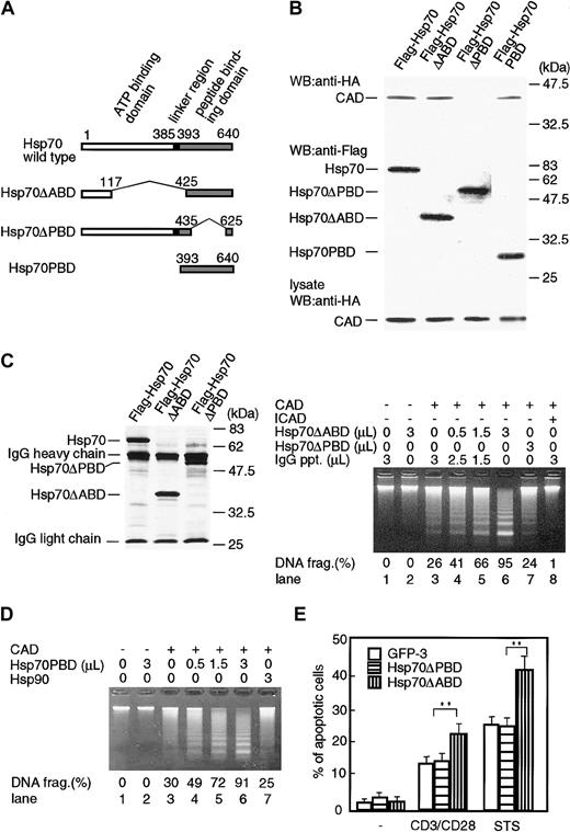 Figure 5. Functional domains of Hsp70 to bind and activate CAD. (A) A scheme of wild-type Hsp70 and its deletion mutants. ATP-binding domain (1-385 amino acids), linker region (385-393 amino acids), and peptide-binding domain (393-640 amino acids) are indicated on the top. ATP-binding domain–deleted Hsp70 mutant (Hsp70ΔABD), peptide-binding domain–deleted Hsp70 mutant (Hsp70ΔPBD), and peptide-binding domain fragment (Hsp70PBD) are shown. (B) Association of CAD with Hsp70 and its mutants. Treated with 1 μM staurosporine were 293T cells that had been transfected with expression vectors for Flag-Hsp70 or its mutants (Hsp70ΔABD, Hsp70ΔPBD, or Hsp70PBD), together with expression vectors for HA-CAD and ICAD, and Hsp70 or its mutants were immunoprecipitated with anti-Flag Ab from cell lysates. Precipitates were immunoblotted with either anti-HA Ab or anti-Flag Ab. To estimate the expression of CAD protein in each cell lysate, an aliquot of each cell lysate was immunoblotted with anti-HA Ab. (C) Left panel: homogeneity of purified Hsp70 mutant proteins. Hsp70 or its mutant proteins (Hsp70ΔABD, Hsp70ΔPBD) were purified from 293T cell transfectants of their expression vectors with anti-Flag Ab-coated protein A beads. The purity of the Hsp70 and its mutant preparation was analyzed with SDS-PAGE, followed by silver staining. Right panel: effect of Hsp70 mutants (Hsp70ΔABD, Hsp70ΔPBD) on CAD-induced chromatin DNA fragmentation. Assay was performed as described in Figure 4. Percentages of DNA fragmentation calculated as in Figure 2 are shown at bottom. (D) Effect of peptide-binding domain fragment of Hsp70 (Hsp70PBD) on CAD-induced chromatin DNA fragmentation. Assay was performed as described above. Purified Hsp90 was used as a negative control. (E) Cells (5 × 105) of GFP transfectant (GFP-3), Hsp70ΔPBD transfectant, or Hsp70ΔABD transfectant were treated with 1 μM staurosporine (STS) or 10 μg/mL anti-CD3/CD28 Abs, and percentages of apoptotic cell deaths were determined by flow cytometry after propidium iodide staining. The data show the representative results using 2 clones of each transfectant. Each value represents the mean ± SD of 3 independent experiments. **P < .01.