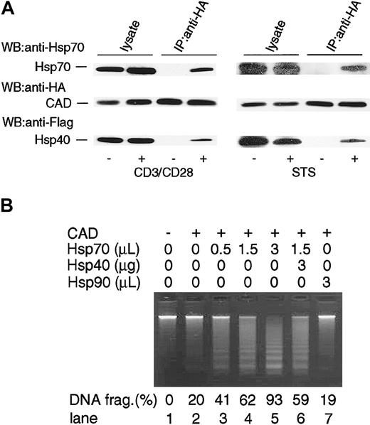 Figure 6. Interaction of Hsp40 with the Hsp70/CAD complex. (A) TAg-Jurkat cells (5 × 107) that had been transfected with expression vectors for Flag-Hsp40, Hsp70, HA-CAD, and ICAD were unstimulated (–) or stimulated (+) with anti-CD3/CD28 Abs or staurosporine (STS), and CAD was immunoprecipitated with anti-HA Ab. Precipitates were immunoblotted with anti-Hsp70 Ab, anti-HA Ab, or anti-Flag Ab. As control for blotting, cell lysates were directly immunoblotted with Abs. (B) Effect of Hsp40 on Hsp70-augmented CAD activity in a cell-free system. Caspase-3–activated CAD and various amounts (0-3 μL) of purified Hsp70 or purified Hsp90 preparation were mixed. At lane 6, 3 μg GST-Hsp40 purified from bacteria was added to the reaction. Then chromatin DNA was added to the reaction and DNA fragmentation was examined as in Figure 4. Percentages of DNA fragmentation calculated as in Figure 2 are shown at the bottom.