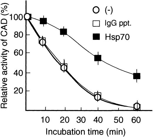 Figure 7. Stabilization of CAD activity by Hsp70. Caspase-3–activated CAD was incubated without (–) or with either purified Hsp70 preparation (1 μL) or IgG immunoprecipitates (1 μL, control) in reaction buffer at 37°C for various times, and CAD activity was analyzed as in Figure 4. Initial CAD activity at 0 minute was indicated as 100%. Relative CAD activity is shown. Results are demonstrated as the mean ± SE of 2 independent experiments.