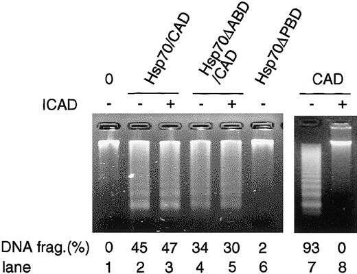 Figure 8. DNA-fragmentation activity of the Hsp70/CAD complex in the cells. Stimulated with staurosporine were the 293T cells that had been transfected with either Flag-Hsp70 or its mutant expression vectors (Hsp70ΔABD, Hsp70ΔPBD) together with HA-CAD and ICAD expression vectors. Hsp70 or its mutant proteins were immunoprecipitated as in Figure 5 B-C, and CAD activity was analyzed as in Figure 5D in the absence or presence of ICAD (lanes 1-6). To confirm the inhibitory activity of ICAD, caspase-3–activated CAD was incubated with or without ICAD and then DNA-fragmentation activity was analyzed (lanes 7-8).