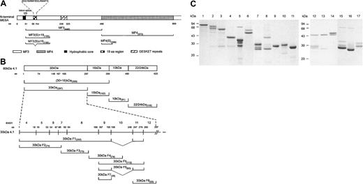 Figure 1. Schematic representation of MESA and 4.1R fragments and purified GST fusion proteins. (A) Schematic of the amino terminal region of MESA and the relative locations of the various MESA fragments used in this study. The first exon of the MESA gene encodes a putative signal peptide containing a hydrophobic core that is thought to be cleaved from the mature MESA polypeptide.6 The second exon encodes a highly charged protein that is characterized by 7 peptide repeat regions,6 of which only the GESKET peptide repeat region is shown. Amino acid (aa) residue numbers are shown adjacent to the MESA fragment names in the protein schematic. Previously, MESA fragment 3 (MF3) and MF4 have been described as binding and nonbinding regions for 4.1R, respectively, with MF3 containing the sequence (DHLYSIRNYIECLRNAPYI) mapped as the 4.1R binding region.3,7 Oligonucleotide primer sequences used in the construction of the MESA DNA fragments in this study are as follows: MF3(S)+19 and MF3(S)Δ19 (F), cgc gga tcc GAT ATC TAT ACG AAT TGT; MF3(S)+19 and MF3(S)Δ19 (R), ccg gaa ttc CAT TAC ATT CAC ATG TTT TCT A; MF4(S) (F), cgc gga tcc GCT AAT ACT GAA AAA AAT GAT; and MF4(S) (R), ccg gaa ttc ACT TGT TTT TTA ATT TCT TC. A MF3Δ19 DNA fragment was originally amplified by splice-overlap extension PCR to delete the region encoding the 19-residue sequence7 and was later used as a template to amplify the shorter MF3(S)Δ19 fragment. Sequence shown in upper case is complementary to the sequence amplified; lower case sequence is noncomplementary. Forward and reverse primers are designated F and R, respectively. (B) Schematic of the full-length 4.1R molecule and the relative locations of the various 4.1R fragments used in this study. Amino acid (aa) numbers are shown adjacent to the 4.1R fragment names and the protein schematic. Oligonucleotide primer sequences used in the construction of the recombinant 4.1R DNA fragments in this study are as follows: 30-kDa F1 and F2 (F), GGG CTG GCA AGC CAC GTT TGG TG; 30-kDa F1 and F2 (R), ccg gaa ttc TGT AAA ATT CCA AGG GAC; 30-kDa F3 (F), cgc gga tcc TTT AAT GTA AAG TTT TAT CC; 30-kDa F3 (R), ccg gaa ttc CGG GGC CAG TTT AAA ATC; 30-kDa F4 (F), cgc gga tcc AAT CAG ACC AAG GAA CTT; 30-kDa F4 (R), ccg gaa ttc GCG GTT AAT TCT CAG CTT; 30-kDa F5, F6, and F7 (F), cgg gat ccA TGA CTC CAG CTC AGG CT; 30-kDa F5 and F6 (R), gag cgc tcg agt caA AAT TTG GAT CCT AGC GCA AGA AAT TTG CTT TTG GG; 30-kDa F7 (R), gct agc TCG AGT CAC AAG TCC TTT GCT TTA TGA AG; 30-kDa F8 (F), cgg gat ccC AAG AGC AGT ATG AAA GTA CC; 30-kDa F8 (R), gag cgc tcg agt caA AAA TTT GGA TCC TAG CGC AAG AAA TTT GCT TTT GGG; 30 + 16-kDa (F), ccg gaa ttc TAA TGC ACT GCA AGG TTT CT; 30 + 16-kDa (R), ccg ctc gag TGG CTC AGC TTG CTC AGG; 22/24-kDa (F), cgc gga tcc CCT CCC CTG GTG AAG ACA C; and 22/24-kDa (R), gcc caa gct tCT CAT CAG CAA TCT CGG T. Construction of the pGEX-KG plasmids encoding the 30-kDa, 30-kDa F1, 16-kDa, and 10-kDa regions of 4.1R has previously been described.8 (C) RBC 4.1R and recombinant GST fusion proteins were purified as previously described.3,9 Each purified protein (approximately 1-2 μg total protein) was resolved by sodium dodecyl sulfate–polyacrylamide gel electrophoresis (SDS-PAGE) in 15% (wt/vol) gels before staining with Coomassie brilliant blue. The protein samples are 80-kDa RBC 4.1R (lane 1), GST-30 + 16 kDa (lane 2), GST-30 kDa (lane 3), GST-16 kDa (lane 4), GST-10 kDa (lane 5), GST-22/24 kDa (lane 6), GST–30-kDa F6 (lane 7), GST–30-kDa F5 (lane 8), GST–30-kDa F7 (lane 9), GST–30-kDa F8 (lane 10), GST (lane 11), GST–30-kDa F2 (lane 12), GST–30-kDa F3 (lane 13), GST–30-kDa F4 (lane 14), GST-MF3(S)+19 (lane 15), GST-MF3(S)Δ19 (lane 16), and GST-MF4(S) (lane 17).