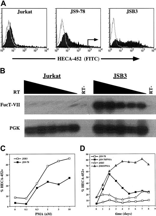 Figure 1. Derivation of the JSB3 cell line. (A) Derivation of JSB3 cells. One-color histograms of HECA-452 (filled) or isotype control (open) staining on parental Jurkat cells (left), JS9-78 cells (center), or JSB3 cells (right) treated for 2 days with either 10 nM PMA (Jurkat and JS9-78) or 1 nM PMA (JSB3). Sort gates for sorting of PMA-treated JS9-78 are indicated. JSB3 cells stain at higher levels than JS9-78 for HECA-452; Jurkat cells show little or no HECA-452 staining. (B) RT-PCR shows much higher levels of FucT-VII mRNA in PMA-treated JSB3 cells than in parental Jurkat cells. Titered amounts (2-fold dilutions) of the input cDNA are indicated from left to right. (C) Higher and (D) more sustained levels of HECA-452 staining are observed in PMA-treated JSB3 cells than in PMA-treated JS9-78 cells. The percent HECA-452+ is determined by comparison with a negative control.