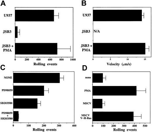 Figure 3. Induction of FucT-VII corresponds to rolling on E-selectin. (A-C) JSB3 cells were activated with 1 nM PMA for 2 days, and rolling on E-selectin was measured in a parallel plate flow chamber at 1.5 dynes/cm2 on CHO cells stably transfected with human E-selectin. (A) Rolling events and (B) velocity of JSB3 cells on E-selectin. Treatment of JSB3 cells with 1 nM PMA induced levels of rolling comparable to U937 cells, a uniformly HECA-452+ myeloid cell line included as a positive control. (C) PMA-induced rolling of JSB3 cells on E-selectin is inhibited by MAPK inhibitors in a pattern essentially identical to inhibition of HECA-452 staining. JSB3 cells were activated with 1 nM PMA in media alone or in the presence of the indicated MAPK inhibitors, and rolling assays were performed at 1.5 dynes/cm2, using CHO cells stably transfected to express human E-selectin. (D) Constitutively active Ras induces rolling of JSB3 cells on E-selectin. JSB3 cells were infected with empty or V-H-Ras retroviruses, and rolling on E-selectin was measured as described in “Materials and methods.” The number of rolling events is similar to that induced by PMA treatment, paralleling the expression of HECA-452 epitopes.