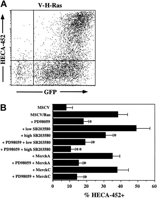 Figure 4. Constitutively active Ras induces FucT-VII expression in JSB3 cells. JSB3 cells were infected with either control or V-H-Ras retrovirus and analyzed 3 days after infection. (A) GFP expression marks virally infected cells and gives a quantitative measure of the level of expressed Ras on a per cell basis. HECA-452 staining is induced selectively on Ras/GFP-high cells; Ras/GFP+ cells remain HECA-452–. (B) Inhibition of Ras-induced FucT-VII expression by MAPK inhibitors. JSB3 cells were infected with Ras retrovirus, and inhibitors were included at the time of infection. Inhibitors are exactly as in Figure 1. *P < .05 versus treatment with no inhibitors; **P < .05 versus groups with a single asterisk (*).