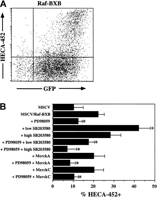 Figure 5. Constitutively active Raf induces FucT-VII expression in JSB3 cells. JSB3 cells were infected with either control or Raf-BXB retrovirus and analyzed 3 days after infection. (A) HECA-452 staining is induced selectively on Raf-BXB/GFP-high cells; Raf-BXB/GFP+ cells remain HECA-452–. Also note lower fraction of cells that express HECA-452 epitopes than in cells expressing active Ras. (B) Inhibition of Raf-BXB–induced FucT-VII expression by MAPK inhibitors. JSB3 cells were infected with Raf-BXB retrovirus, and inhibitors were included at the time of infection. Inhibitors are as in Figures 2 and 4. *P < .05 versus treatment with no inhibitors.