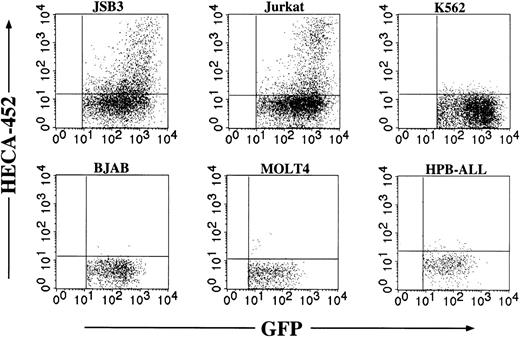 Figure 6. Cell type specificity of FucT-VII induction by Ras. The indicated cell lines were each infected with Ras-containing retroviruses, and HECA-452 staining was assessed after 3 days. Because there were different efficiencies of viral infection, only the GFP+ population is shown. Each of these cell lines exhibits robust HECA-452 staining after transfection with FucT-VII cDNA,14 but only JSB3 cells and parental Jurkat cells show FucT-VII induction by Ras.