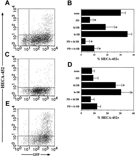 Figure 7. Ras induces FucT-VII in Jurkat cells. Jurkat cells were infected with V-H-Ras, Raf-BXB, or control retroviruses and analyzed 3 days after infection. (A) HECA-452 staining is induced selectively on Ras/GFP-high cells; Ras/GFP+ cells remain HECA-452–. (B) Inhibition of Ras-induced FucT-VII expression by MAPK inhibitors. Jurkat cells were infected with Ras retrovirus, and inhibitors were included at the time of infection. Inhibitors are exactly as in Figure 1. (C) Raf-BXB infection alone leads to minimal HECA-452 staining. (D) Effects of MAPK inhibitors on Raf-BXB–induced FucT-VII expression. Inhibitors are as in previous igures; MerckC was not included in this series of experiments. (E) Induction of FucT-VII by Raf-BXB in the presence of SB203580 is limited to the highest Raf-BXB–expressing cells. *P < .05 versus treatment with no inhibitors.