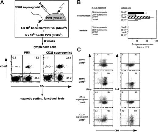 Figure 3. Functional analysis of lymph node T cells isolated from T-lymphopenic rats treated as in Figure 2B with CD28 superagonist or vehicle 2 months earlier. (A) Representation of endogenous (CD45–) and transferred (CD45b+) T cells. (B) Assessment of in vitro proliferative capacitiy to immobilized anti-TCR plus soluble anti-CD28. (C) Cytokine production by in vitro–costimulated cells.