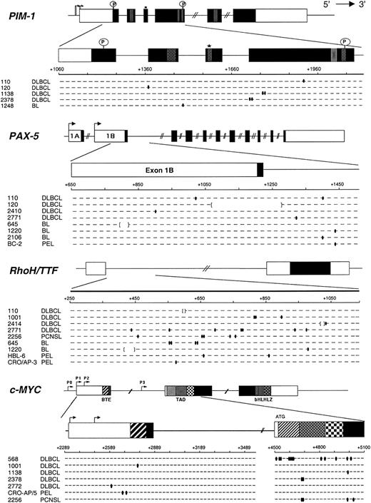 Figure 1. Mutational analysis of PIM-1, PAX-5, RhoH/TTF, and c-MYC in AIDS-NHL. The 4 genomic loci are shown, with untranslated and translated sequences (open and filled boxes, respectively); hatched boxes represent relevant protein functional domains. Arrows indicate transcriptional start sites. For each gene, the region amplified for analysis is expanded below and aligned to sequences of mutated AIDS-NHL cases (1 line = 2 alleles). Each small segment represents a 20-bp (PIM-1, PAX-5, and RhoH/TTF) or 25-bp (c-MYC) interval (numbered according to the relative GenBank accession numbers). Ovals indicate single bp substitutions; brackets indicate deletions. *Indicates site of ATP binding in the Pim-1 protein; P, putative phosphorylation sites; BTE, segment controlling block of transcriptional elongation; TAD, transactivation domain; bHLHLZ, basic Helix Loop Helix Leucine Zipper domain.