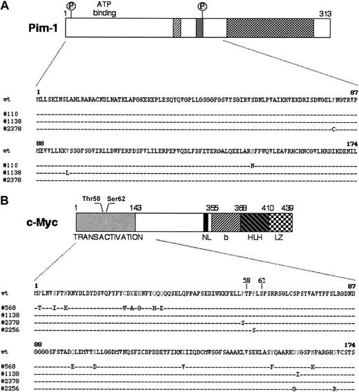 Figure 2. Missense mutations in PIM-1 and c-MYC. (A) Schematic representation of the Pim-1 protein: hatched regions contain catalytic domains highly conserved in most protein kinases. The 2 putative phosphorylation sites (P) are also indicated. The Pim-1 protein sequence, residues 1-174, is expanded in the lower panel to show the distribution of the amino acid changes introduced by mutations in 3 AIDS-NHL cases. (B) Diagram of the c-Myc protein, with its relevant functional domains and the 2 N-terminal residues (Thr58 and Ser62) involved in the response to p107-mediated suppression of activity and in the control of protein stability by phosphorylation-dependent ubiquitination.41-43 The region analyzed is aligned with the sequences of 4 mutated AIDS-NHL cases. NL indicates nuclear localization signal; bHLHLZ, basic Helix Loop Helix Leucine Zipper domain.