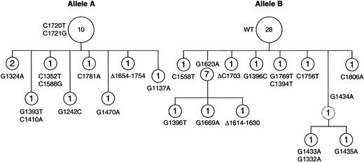 Figure 3. Intraclonal heterogeneity of PIM-1 sequences in AIDS-DLBCL 2378. Presumed genealogic tree showing the relationship between PIM-1 mutations identified in the neoplastic population from AIDS-DLBCL case 2378. Sixty-five clones, obtained from 2 independent PCR amplifications, were sequenced. Each circle represents a distinct sequence carrying the mutations detailed on the side (GenBank accession no. AF386792); the number of independent clones sharing those mutations is indicated within the circle. Alleles A and B were defined according to the presence and distribution of the mutations that had been detected by direct sequencing and, therefore, represent the original, most abundant tumor clone (see also Table 4). The dashed circle indicates presumed intermediates in the genealogic tree.