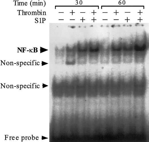 Figure 6. Thrombin and S1P synergistically induce NF-κB binding activity. NF-κB DNA binding activity was measured by EMSA in nuclear extracts of ECs that were exposed to 10 nM thrombin, 4 μM S1P, or 10 nM thrombin plus 4 μM S1P for 30 or 60 minutes. Similar results were observed in 2 independent experiments.