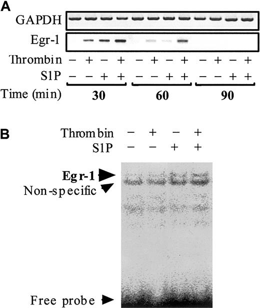 Figure 7. Thrombin and S1P synergistically induce Egr-1 mRNA expression and Egr-1 DNA binding activity. (A) Confluent monolayers of ECs were treated with or without 10 nM thrombin, 4 μM S1P, or 10 nM thrombin plus 4 μM S1P for 30, 60, and 90 minutes. The cells were then harvested and processed for determination of Egr-1 mRNA levels by semiquantitative RT-PCR. GAPDH mRNA levels were also measured as control. (B) Treated and untreated ECs for 30 minutes were subjected to EMSA using the Egr-1–specific probe.