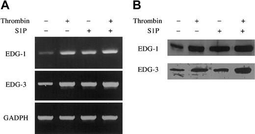 Figure 9. Thrombin and S1P up-regulate EDG-1 and -3 mRNA and protein expression. ECs were treated with or without 10 nM thrombin and 4 μM S1P for 30 minutes (A) and 3 hours (B). The cells were then harvested and processed for determination of EDG-1 and -3 mRNA and protein level by quantitative RT-PCR (A) and by Western blot analysis (B), respectively. As control, GAPDH was also analyzed by quantitative RT-PCR (A). Similar results were observed in 2 independent experiments.