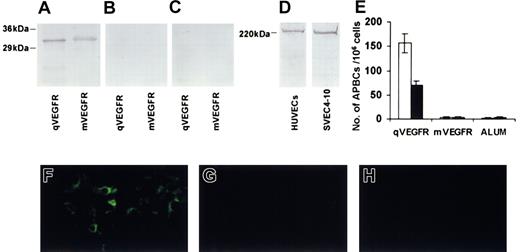 Figure 5. Characterization of the autoantibodies. Recombinant qVEGFR and mVEGFR can be recognized by the sera isolated from mice immunized with qVEGFR (A) but negative staining from mice immunized with mVEGFR (B) or ALUM (C) in Western blot analysis. Sera from mice immunized with qVEGFR also recognized a single band in Flk-1–positive mouse SVEC4-10 endothelial cells and KDR-positive HUVECs (D). The number of anti-qVEGFR– (□) or anti-mVEGFR– (▪) producing B lymphocytes in spleens of mice immunized with qVEGFR, mVEGFR, or ALUM were counted in an ELISPOT assay (E). Mice were immunized once a week for 4 weeks, and mononuclear cells were prepared from spleens 1 week after the fourth immunization. Data presented are mean ± SEM. There was endothelial deposition of autoantibodies within tumor tissue from mice immunized with qVEGFR (F), but not from mice immunized with mVEGFR (G) or ALUM (H). Panels F-H were stained with immunofluorescence stain; original magnifications, × 200.