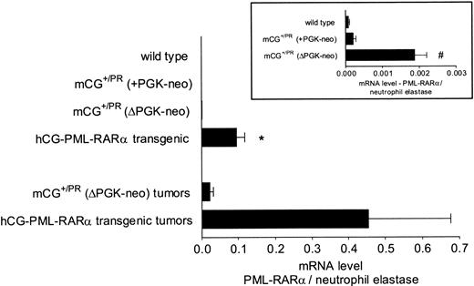 Figure 4. Expression of PML-RARα mRNA in nonleukemic and leukemic spleen cells. Real time quantitative PCR was performed on the bone marrow RNA derived from 3 nonleukemic animals of each genotype at 3 to 6 months of age and on 3 independent splenic tumors each from leukemic mCG+/PR (ΔPGK-neo) or transgenic hCG–PML-RARα animals. Each sample was analyzed in duplicate at least twice. Levels of human PML-RARα mRNA were normalized to levels of endogenous mouse neutrophil elastase mRNA to control for the contribution of early myeloid cells, which express abundant neutrophil elastase mRNA, in each sample. All of the normalized data were pooled and averaged; means and standard errors of the mean are shown. Statistical significance was determined by a 2-tailed Student t test. Inset: enlarged view of PML-RARα expression in the nonleukemic bone marrow RNAs of C57Bl/6 wild-type, mCG+/PR (+PGK-neo), and mCG+/PR (ΔPGK-neo) animals. *P < .005 versus mCG+/PR (ΔPGK-neo). #P < .005 versus mCG+/PR (+PKG-neo).