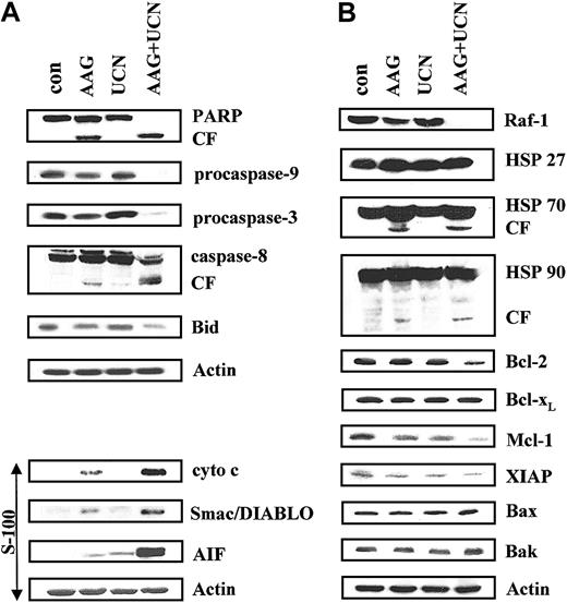 Figure 5. Effects on various apoptotic regulatory proteins. (A) U937 cells were exposed to 75 nM UCN-01 with or without 400 nM 17-AAG for 30 hours, after which cells were lysed, proteins separated by SDS-PAGE, and Western analysis performed to monitor expression of various proteins. Whole cell lysates were probed for antibodies to PARP, full-length procaspase-9, procaspase-8, and Bid. In addition, cytosolic S-100 fractions were obtained as described in “Materials and methods,” and Western analysis used to monitor cytosolic release of cytochrome c, Smac/DIABLO, and AIF. (B) Cells were treated as described, after which Western analysis was performed to monitor expression of Hsp27, Hsp70, Hsp90, as well as the apoptotic regulatory proteins Bcl-2, Bcl-xL, Mcl-1, XIAP, Bax, and Bak. For each condition, lanes were loaded with 25 μg protein; blots were subsequently stripped and reprobed with antibodies to actin to ensure equivalent loading and transfer. The results of a representative experiment are shown; an additional study yielded equivalent results. CF indicates cleavage fragment.