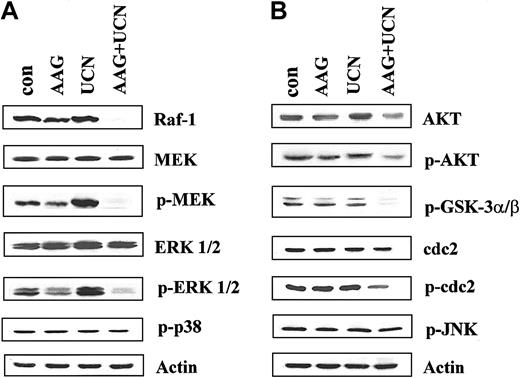 Figure 7. Apoptosis after exposure to 17-AAG and UCN-01 for 10 hours. U937 cells were exposed to 400 nM 17-AAG with or without 75 nM UCN-01 for 10 hours, after which cells were lysed, proteins separated by SDS-PAGE, and Western analysis used to monitor expression of (A) Raf-1, total MEK, phospho-MEK, total ERK, phospho-ERK, and phospho-p38 MAPK, or (B) total Akt, phospho-Akt, phospho-GSK3α/β, p34cdc2, phospho-p34cdc2, and phospho-JNK. For each condition, lanes were loaded with 25 μg protein; blots were subsequently stripped and reprobed with antibodies to actin to ensure equivalent loading and transfer. The results of a representative experiment are shown; an additional study yielded equivalent results.