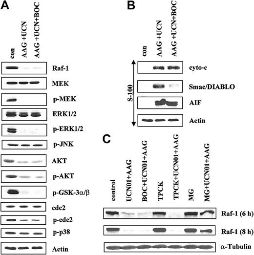 Figure 8. Exposure of U937 cells with or without BOC-D-fmk. U937 cells were exposed to 400 nM 17-AAG plus 75 nM UCN-01 for 10 hours in the presence or absence of 25 μM BOC-D-fmk, after which whole cell pellets were lysed, the proteins separated by SDS-PAGE, and Western analysis performed to monitor expression of Raf-1, total MEK, phospho-MEK, total ERK1/2, phospho-ERK1/2, phospho-JNK (A) or total Akt, phospho-Akt, phospho-GSKα/β, p34cdc2, phospho-p34cdc2, and phospho-p38 MAPK (B). Alternatively, cytosolic S-100 fractions were obtained as described in “Materials and methods,” the proteins separated as above, and expression of cytochrome c (cyto c), Smac/DIABLO, and AIF monitored by Western analysis. (C) Cells were treated with UCN-01 plus 17-AAG for 6 or 8 hours in the presence or absence of either BOC-D-fmk (25 μM), TPCK (20 μM), or MG-132 (500 nM), after which Western analysis was performed to monitor expression of Raf-1. For each condition, lanes were loaded with 25 μg protein; blots were subsequently stripped and reprobed with antibodies to actin to ensure equivalent loading and transfer. The results of a representative experiment are shown; 2 additional studies yielded equivalent results.