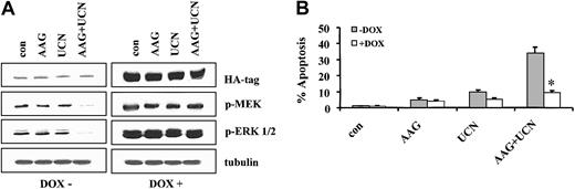 Figure 10. Expression of HA tag, phospho-MEK, and phospho-ERK1/2. (A) Jurkat cells inducibly expressing a constitutively active, HA-tagged MEK vector under the control of a tetracycline-responsive promoter were exposed for 48 hours to 5 μM 17-AAG with or without 200 nM UCN-01 in the presence or absence of 2 μg/mL doxycycline. At the end of the incubation period, cell pellets were obtained, the cells lysed, and proteins separated by SDS-PAGE as described in “Materials and methods.” Western analysis was used to monitor expression of the HA tag, phospho-MEK, and phospho-ERK1/2. For each condition, lanes were loaded with 25 μg protein; blots were subsequently stripped and reprobed with antibodies to tubulin to ensure equivalent loading and transfer. The results of a representative experiment are shown; an additional study yielded equivalent results. (B) Following exposure to 17-AAG with or without UCN-01 for 48 hours in the presence or absence of doxycycline, the percentage of apoptotic cells was determined by morphologic assessment of Wright-Giemsa–stained cytospin preparations as described in “Materials and methods.” Values represent the means ± SD for 3 separate experiments performed in triplicate. **Significantly less than values obtained for cells exposed to UCN-01 plus 17-AAG in the absence of doxycycline; P < .005.