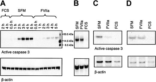 Figure 5. FVIIa prevents activation of caspase 3 in serum-deprived cells. (A) Monolayers of BHK(+TF) cells were incubated in SFM in the absence or presence of FVIIa (100 nM) for 0.5, 1, 2, 3, 4, or 5 hours. At the end of incubation, the cells were collected and lysed. Equal amounts of protein (10 μg) were subjected to SDS-PAGE followed by Western blot analysis with anti–caspase 3 antibody. The blots were stripped and reprobed with a β-actin–specific antibody as a measure of equal loading. (B) Wild-type BHK cells were treated with SFM or the SFM supplemented with FVIIa (100 nM) or serum (10% vol/vol) for 4 hours, and the cells were processed as described for panel A. (C) CHO(+TF) cells were incubated in SFM or the SFM supplemented with FVIIa (100 nM) or serum (10% vol/vol) for 4 hours, and the cells were processed as described for panel A. (D) CHO-K1 wild-type cells were incubated in SFM or the SFM supplemented with FVIIa (100 nM) or serum (10% vol/vol) for 4 hours, and the cells were processed as described for panel A. The figure shows a representative Western blot of 3 independent experiments.
