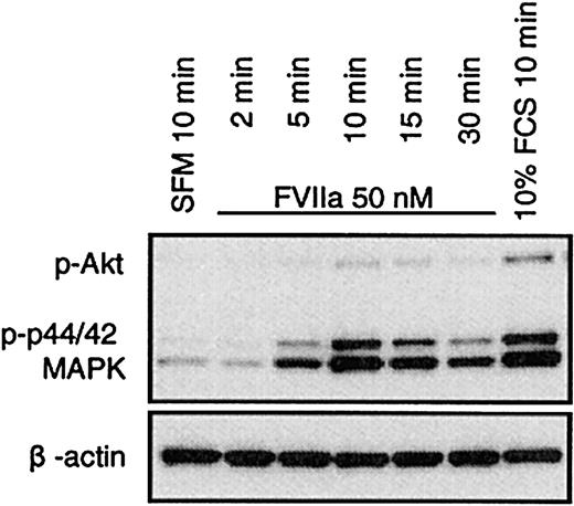 Figure 6. FVIIa induces phosphorylation of p44/42 MAPK and Akt in CHO(+TF) cells. Monolayers of quiescent CHO(+TF) cells were stimulated with SFM, FVIIa (50 nM), or serum (10% vol/vol) for the indicated times. Cell lysates were analyzed by Western blot analysis using phospho-specific antibodies against p44/42 MAPK and Akt. One representative experiment of 3 independent experiments is shown.