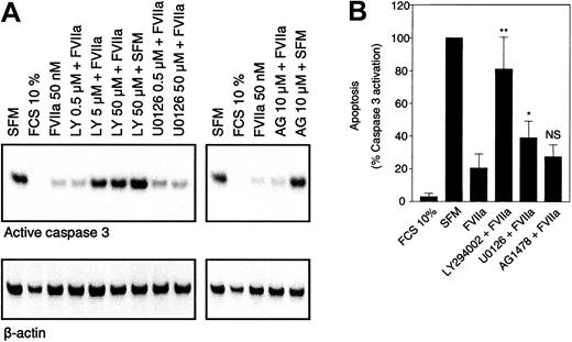Figure 7. PI3K/Akt pathway is responsible for the antiapoptotic properties of FVIIa. Monolayers of BHK(+TF) cells were incubated in SFM alone or the SFM supplemented with FVIIa (50 nM) in the presence and absence of inhibitors. Inhibitors were added to the cells 30 minutes prior to the addition of FVIIa. After 4 hours, the cells were lysed and the cell lysates (10 μg) were subjected to Western blot analysis using anti–caspase 3 antibody. Panel A shows a representative Western blot analysis. Panel B represents quantification of band intensity obtained from digital pictures. Caspase 3 activation obtained with serum-free medium was set to 100% apoptosis. Concentration of inhibitors was LY294002 (5 μM), U0126 (5 μM), and AG1478 (10 μM). Data are presented as mean ± SD (n = 4). Statistically significant differences from FVIIa value are indicated. *P < .05; **P < .001; and NS indicates not significant.