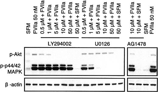 Figure 8. Specific action of PI3K and MEK1/2 pathway inhibitors on activation of Akt and p44/42 MAPK. Monolayers of BHK(+TF) cells were made quiescent by serum deprivation for 2 hours. Then the cells were treated with FVIIa in the presence and absence of inhibitors as described in Figure 7. After 10 minutes, the experiment was terminated by lysing the cells. The cell lysates (10 μg) were subjected to Western blot analysis using phospho-specific antibodies against p44/42 MAPK and Akt. The figure shows one representative Western blot of 4 independent experiments.