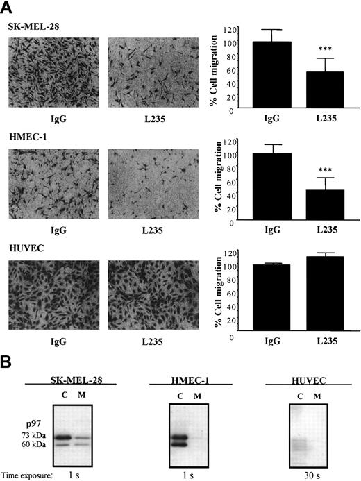 Figure 6. Effect of mAb L235 on cell migration. (A) Cell migration of HMEC-1, SK-MEL-28, or HUVEC cells was measured using modified Boyden chambers as described in “Materials and methods.” Cells that had migrated to the lower surface of the filters were fixed and stained with crystal violet. Images obtained from a representative experiment are shown. Cells that had migrated in the presence of 50 nM mAb L235 or a nonspecific mouse IgG were also counted. The results were expressed as the percentage of the control measured in the presence of a nonspecific mouse IgG and represent means ± SDs (n = 5 for HMEC-1; n = 4 for SK-MEL28; n = 3 for HUVEC). ***Statistically significant differences (P < .001; Student t test). (B) Detection of endogenous p97 by Western blot analysis. p97 was immunodetected in lysates or serum-deprived culture media (18 hours) from HMEC-1, SK-MEL28, and HUVEC-1 cells. Proteins were separated by SDS-PAGE and were electrophoretically transferred to polyvinylidene difluoride (PVDF) membranes. p97 was detected by Western blotting, using mAb L235 and a secondary antimouse IgG linked to peroxidase.