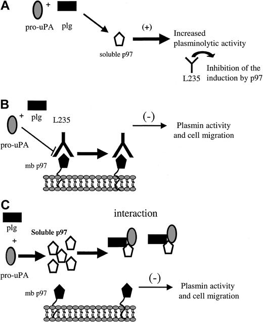 Figure 9. Schematic representation of p97 regulation of plasminogen and cell migration. This schematic representation summarizes the results obtained for p97 in the present study. (A) The interaction of pro-uPA and plasminogen with soluble activity increases the activation of plasminogen. This induction could be inhibited by the mAb L235, which recognizes a conformational epitope on p97. (B) The addition of mAb L235 reduces the plasminolytic activity on HMEC-1 cell surface and results in an inhibition of cell migration. (C) The interaction of plasminogen and pro-uPA with membrane-bound p97 (mb p97) is diminished when exogenous, competing human recombinant p97 is added. This also caused a decrease in the activation of plasminogen (plg) and leads to an inhibition of cell migration. This representation of the interaction between p97 and pro-uPA indicates that the balance between membrane bound and soluble p97 may be crucial for cell migration.