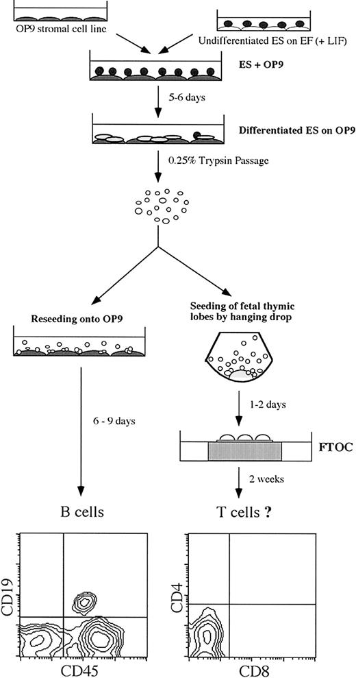 Figure 1. Schematic for the differentiation of ES cells into lymphocytes. ES cells were induced to differentiate on the bone marrow–derived stromal cell line OP9. Initial seeding of ES cells onto OP9 cells is designated as day 0. After 5 to 6 days of coculture, mesoderm-like colonies were observed and were disaggregated by treatment with 0.25% trypsin. Reseeding onto fresh OP9 cell monolayers allows for the generation of B lymphocytes. For the generation of T lymphocytes, cells were seeded into fetal thymic lobes by “hanging drop” for 1 to 2 days and then transferred to fetal thymic organ cultures (FTOCs) for approximately 2 weeks. Flow cytometric analysis of B-cell lineage markers (CD19 and CD45) and T-cell lineage markers (CD4 and CD8) are shown for a day 19 ES/OP9 coculture and a day 14 FTOC, respectively. Using this protocol, the generation of B lymphocytes is routinely observed, whereas T lymphocytes are not generated.