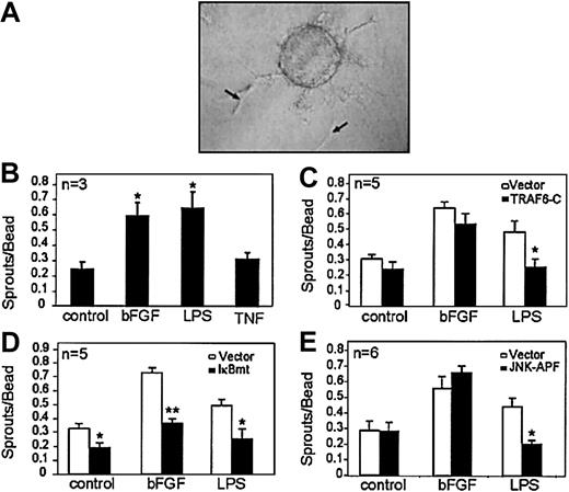 Figure 1. LPS signals endothelial sprouting through a TRAF6-mediated pathway that activates NF-κB and JNK. Microcarrier beads seeded with endothelial cells were embedded in fibrin gels and exposed to various stimuli. (A) An example of endothelial sprouts (arrows) formed in this assay following LPS (100 ng/mL) stimulation. (B) Quantitation of the number of sprouts formed following stimulation by serum-only (control), bFGF (1 ng/mL), LPS (100 ng/mL), or TNF (10 ng/mL). Effect of inhibiting (C) TRAF6 activation, (D) NF-κB activation, or (E) JNK activation on endothelial sprouting in response to bFGF (1 ng/mL) or LPS (100 ng/mL). Each experiment was done in triplicate, and the total number of experiments done in each case is indicated on the graph. Results shown are the mean + SEM of the total number of experiments. *P ≤ .05, **P ≤ .01.