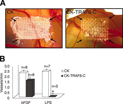 Figure 2. Inhibition of TRAF6 signaling on the chick CAM inhibits LPS- but not bFGF-induced angiogenesis. Avian retroviral producer lines were used to infect the proliferating cells (mainly endothelial) on the chick CAM with either empty vector (CK) or a dominant-negative TRAF6 (CK-TRAF6-C). (A) A representative CAM showing LPS-induced angiogenesis following infection of the CAM by empty vector (left panel) or TRAF6-C (right panel). The arrows point to the corners of the mesh on which the retroviral producer lines are seeded. (B) Quantitation of vessel number entering the mesh following retroviral infection and stimulation with bFGF (30 ng/mL) or LPS (10 ng/mL). Results shown are the number of vessels entering the mesh perimeter over baseline control (medium only). The number of experiments for each condition is shown over the bars. Results shown are the mean + SEM. *P ≤ .05.