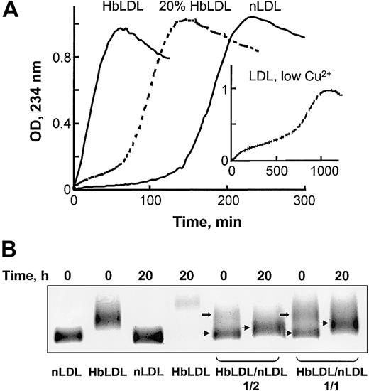 Figure 2. Oxidative susceptibility of HbLDL/LDL mixtures. (A) Copper-mediated oxidation kinetics of nLDL, HbLDL, or a combination of nLDL and 20% HbLDL. CuSO4 (10 μM) was added to LDL samples (0.25 mg protein/mL) and conjugated dienes were monitored at 234 nm for the indicated intervals. Inset shows LDL oxidation kinetics using 0.5 μM copper (low Cu2+, as described in Ziouzenkova et al25). (B) Agarose gel electrophoresis of HbLDL/LDL mixtures. HbLDL was mixed with nLDL in 1:2 and 1:1 ratios and incubated at 37°C for 20 hours. For control experiments nLDL and HbLDL alone were incubated in parallel with the mixtures. After incubation, REM was determined using LIPO Gel Kit. Lower bands represent nLDL (thin arrows) and upper bands represent HbLDL (block arrows).