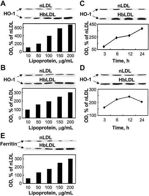 Figure 4. HO-1 and ferritin induction by HbLDL. Dose-dependent induction of HO-1 by HbLDL in RAECs (A) and MPHs (B); time course of HO-1 induction in RAECs (C) and MPHs (D); ferritin (heavy chain) induction in MPHs (E). The diagrams represent corresponding optical densities normalized on β-actin levels, calculated as percent of nLDL and presented graphically. Cells grown in 12-well dishes were treated with increasing amounts of LDL and HbLDL for 24 hours, or in the case of time-course studies with 100 μg/mL LDL-protein, for indicated time intervals. HO-1, ferritin, and β-actin from lysates were visualized by immunoblotting after SDS-PAGE on 12% polyacrylamide gels. Experimental details are described in “Materials and methods.”