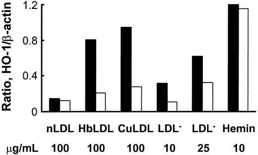 Figure 5. Effect of ebselen treatment on HO-1 induction by different oxidized LDLs or hemin. LDLs (1 mg) were incubated with 50 μM ebselen in the presence of 3 mM glutathione, dialyzed, and LOOH levels measured. RAECs were incubated with indicated concentrations of nLDL, HbLDL, CuLDL, LDL–, and hemin, with (□) or without (▪) ebselen pretreatment. After 24 hours cells were harvested and HO-1 protein was visualized by immunoblotting. Densities were calculated and data normalized based on β-actin levels. The figure shows one representative picture reflecting typical changes.
